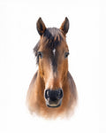 Watercolor painting of a brown horse head on a white background.
