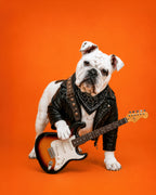 A white and black bulldog dressed in a black leather jacket and bandana, holding a miniature sunburst electric guitar against a solid orange background.