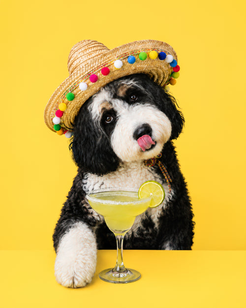 Photorealistic custom pet portrait of a black and white dog in a colorful sombrero beside a margarita glass