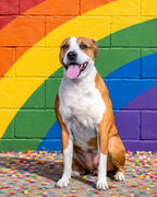 Custom pet portrait of a joyful brown and white dog seated before a colorful rainbow wall with confetti from Paws with Pride