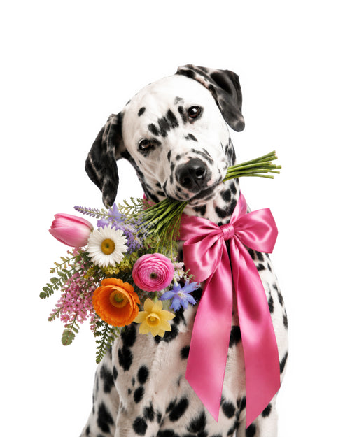 Custom pet portrait of a Dalmatian holding a colorful flower bouquet with a large pink bow personalized pet art