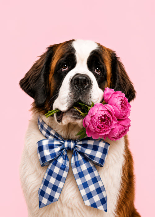 Saint Bernard dog portrait with pink flowers and blue gingham bow on a pink background, custom pet portrait