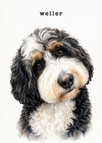 Custom pet portrait of Weller an affectionate curly black white and tan dog with soulful eyes and a gently tilted head