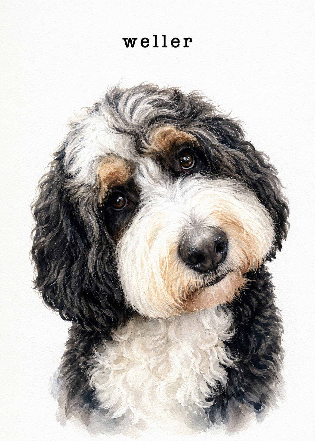 Custom pet portrait of Weller an affectionate curly black white and tan dog with soulful eyes and a gently tilted head