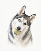 Illustrative custom pet portrait of a Siberian Husky holding a tennis ball with a playful head tilt personalized pet art