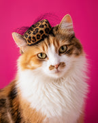 A fluffy calico cat wearing a small leopard-print fascinator hat with black netting, posed against a solid bright pink background.