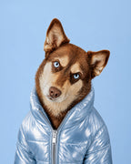 Photorealistic custom pet portrait of a brown and white dog with blue eyes wearing a silver puffer jacket against a blue background