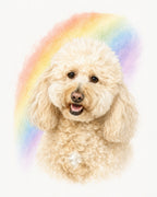 A watercolor-style portrait of a fluffy cream-colored poodle with a soft rainbow arching behind it on a white background.