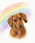 Watercolor-style portrait of a brown dachshund dog with a pastel rainbow arching behind it on a white background.